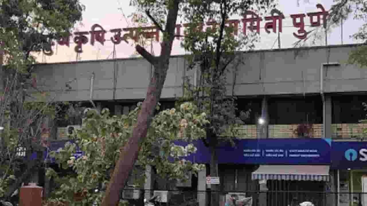 पुण्यात 143 जागांसाठी निवडणूक, 321 जण रिंगणात; कोण बाजी मारणार? जिल्ह्याचं लक्ष पुण्यात 143 जागांसाठी निवडणूक, 321 जण रिंगणात; कोण बाजी मारणार? जिल्ह्याचं लक्ष