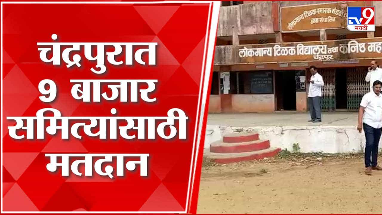 आज कृषी उत्पन्न बाजार समितीची निवडणूक चंद्रपुरात काय स्थिती? पाहा व्हीडिओ...