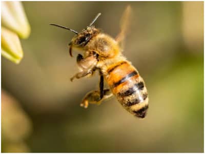 पुणे शहराजवळ मधमाश्यांचा हल्ला, दहा जणांची प्रकृती गंभीर