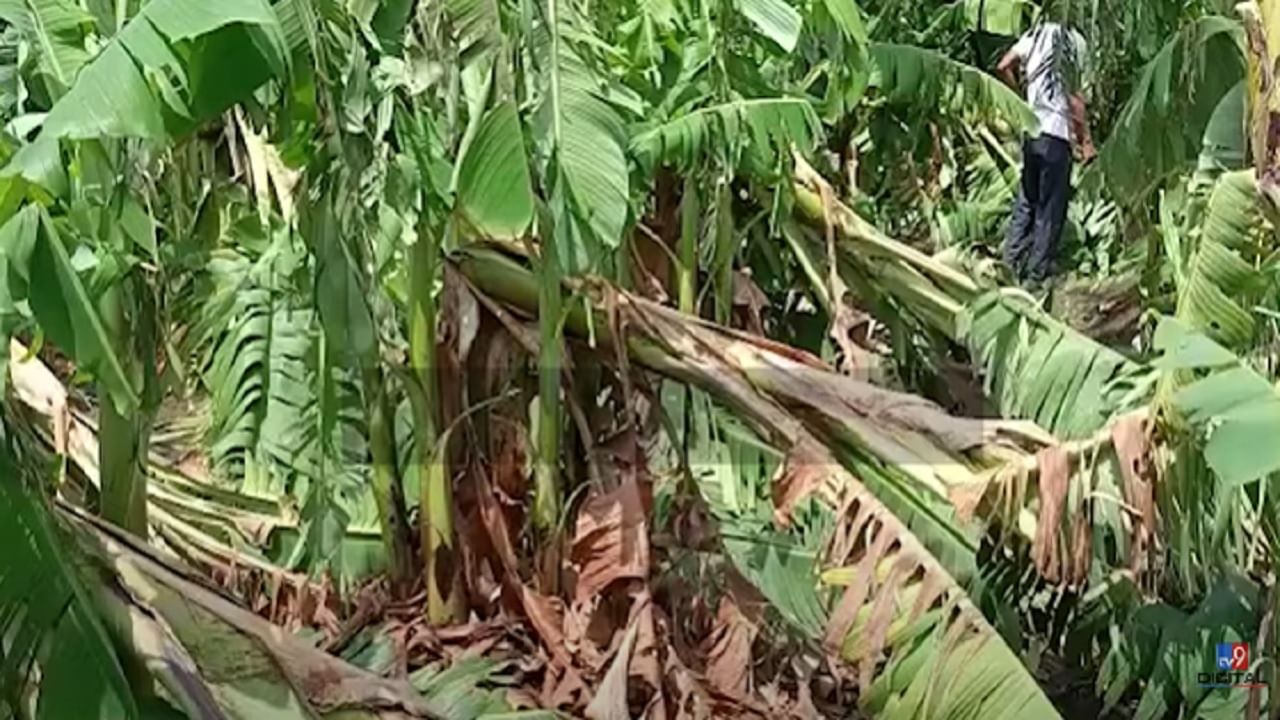 या गावांना चक्रीवादळाचा फटका, केळीच्या बागा जमीनदोस्त झाल्यामुळे... या गावांना चक्रीवादळाचा फटका, केळीच्या बागा जमीनदोस्त झाल्यामुळे...