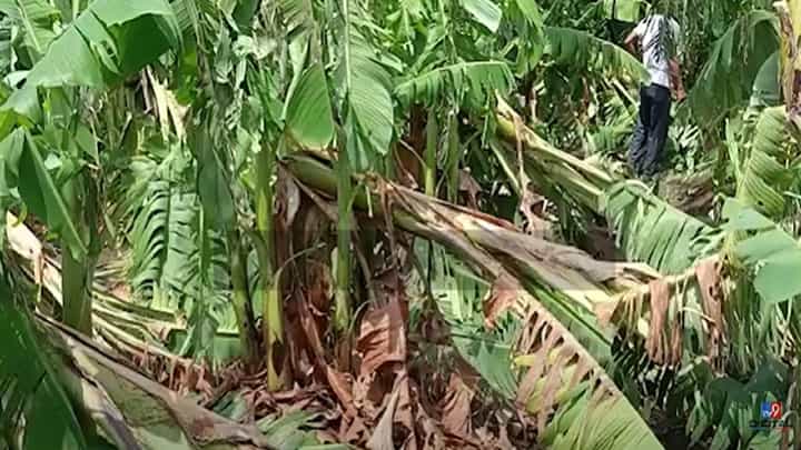 गारपीटसह अवकाळीचा बळीराजाला फटका, केळी बागा पूर्णतः उद्धवस्त अन्... गारपीटसह अवकाळीचा बळीराजाला फटका, केळी बागा पूर्णतः उद्धवस्त अन्...