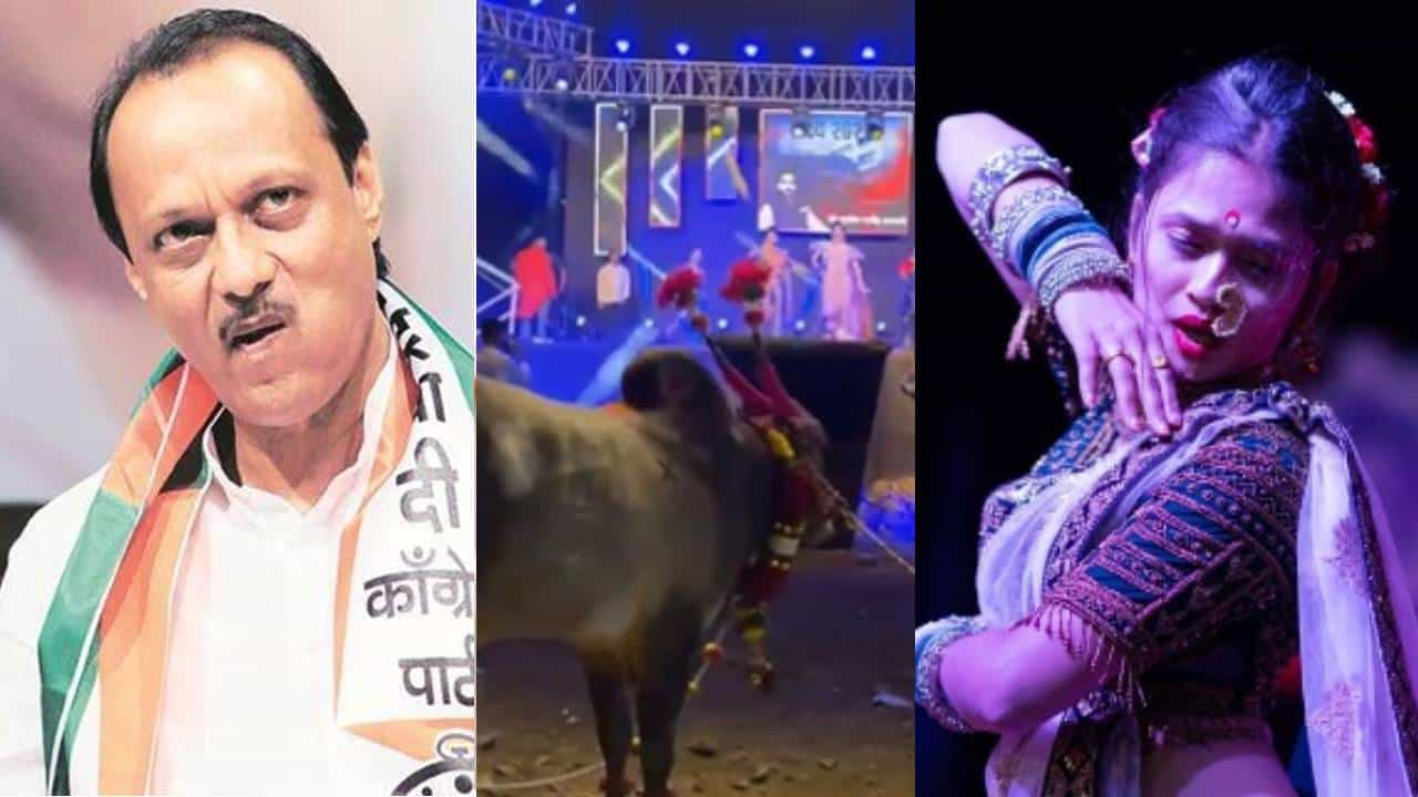 गौतमी पाटील बैलासमोर नाचेल नाही तर आणखी कुणासमोर तुला काय त्रास आहे?; अजितदादांनी उडवली टर गौतमी पाटील बैलासमोर नाचेल नाही तर आणखी कुणासमोर तुला काय त्रास आहे?; अजितदादांनी उडवली टर