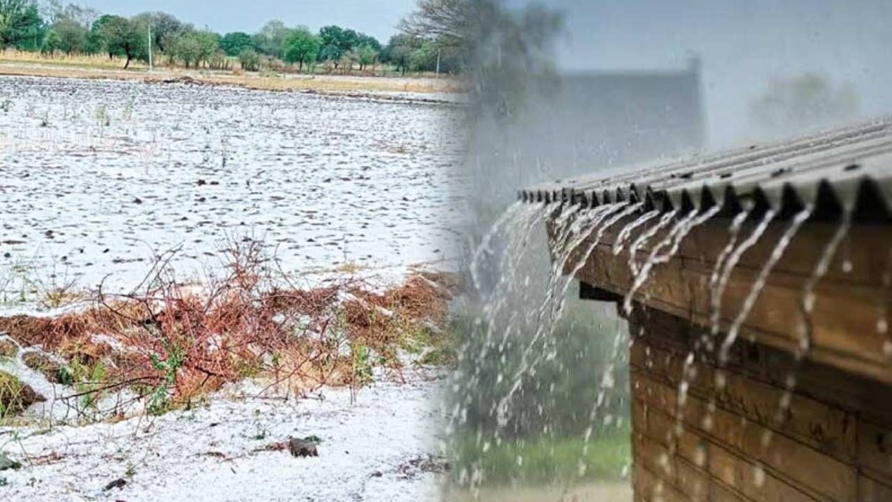 राज्यातल्या या भागाला वादळी वाऱ्यासह गारपिटीने झोडपले; अनेक ठिकाणी शेतीचे नुकसान, बळीराजाला चिंतेचं ग्रहण राज्यातल्या या भागाला वादळी वाऱ्यासह गारपिटीने झोडपले; अनेक ठिकाणी शेतीचे नुकसान, बळीराजाला चिंतेचं ग्रहण