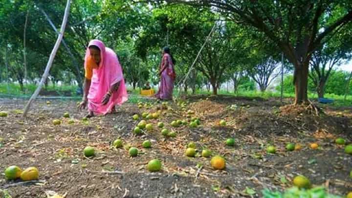 'नुकसान भरपाई कधी मिळणार?' चिंताग्रस्त संत्रा उत्पादकांचा सरकारला थेट सवाल 'नुकसान भरपाई कधी मिळणार?' चिंताग्रस्त संत्रा उत्पादकांचा सरकारला थेट सवाल