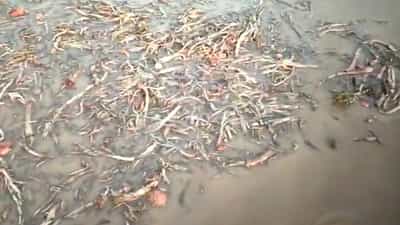 बळीराजा संकटात! अकोला, जळगाव जिल्ह्यात कांदा उत्पादक उद्धवस्त! अलकाळीमुळे कांदा पिकाचे मोठे नुकसान