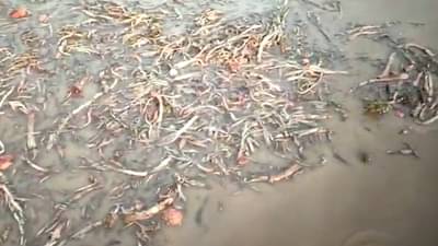 बळीराजा संकटात! अकोला, जळगाव जिल्ह्यात कांदा उत्पादक उद्धवस्त! अलकाळीमुळे कांदा पिकाचे मोठे नुकसान