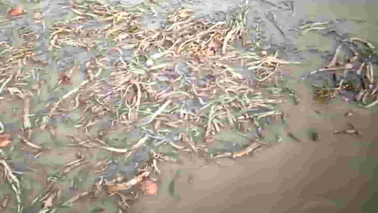 बळीराजा संकटात! अकोला, जळगाव जिल्ह्यात कांदा उत्पादक उद्धवस्त! अलकाळीमुळे कांदा पिकाचे मोठे नुकसान बळीराजा संकटात! अकोला, जळगाव जिल्ह्यात कांदा उत्पादक उद्धवस्त! अलकाळीमुळे कांदा पिकाचे मोठे नुकसान