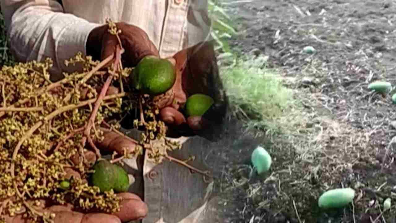 अवकाळी अन् गारपीटनं बळीराजा हतबल, आंब्याचा मोहोर गळाल्यानं शेतकरी चिंतेत