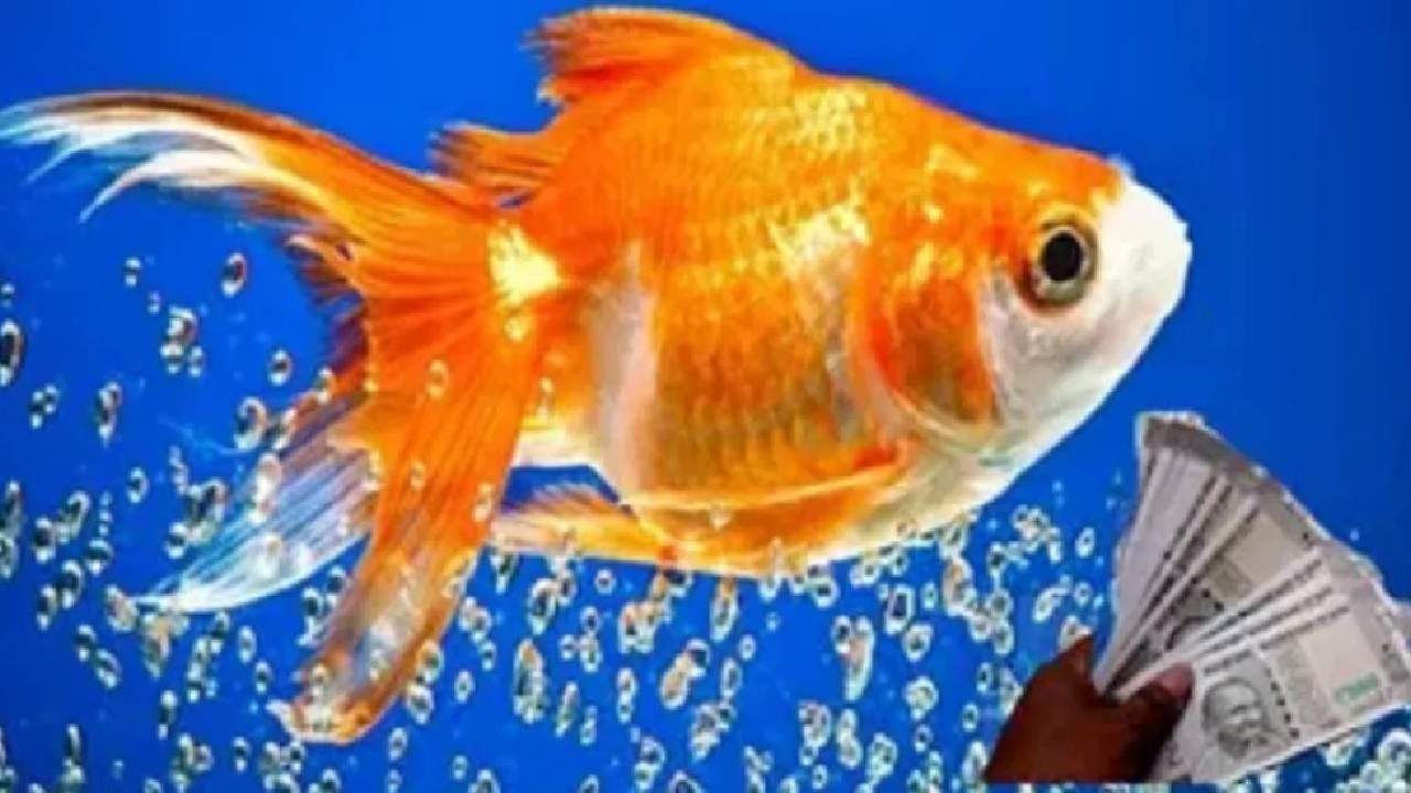 Gold Fish : घरी सुरू करा गोल्ड फिश पालन, बदलून जाईल तुमचे भविष्य