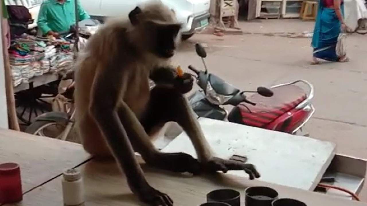 जंगलातला माकड शहरातल्या हॉटेलात, हा व्हिडीओ पाहून तुम्ही म्हणाल हे काय?