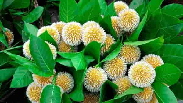 धार्मिक दृष्ट्या कदंबच्या फुलाला आहे विशेष महत्त्व, या उपायांनी मिळतात चमत्कारिक फायदे