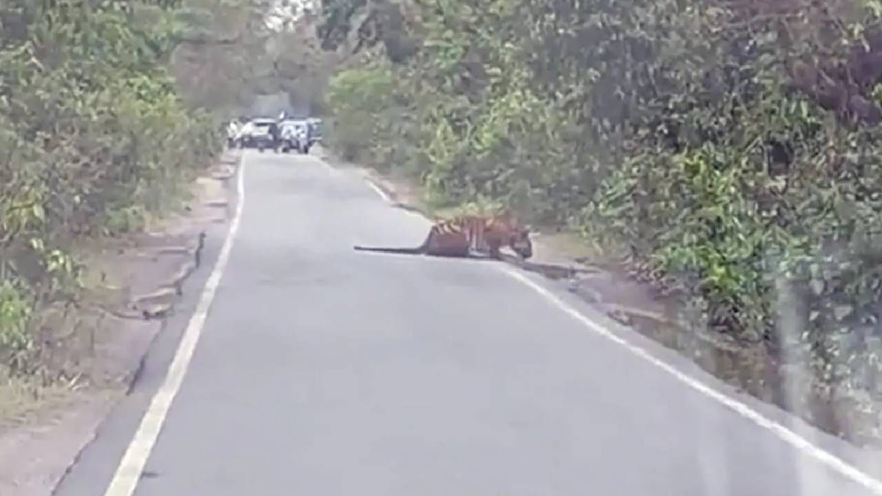 Animal Video | वाघ रस्त्याच्या बाजूला पाणी पितोय, गाड्या लोकांनी लांब थांबवल्या आहेत, हा व्हिडीओ शेअर करीत अधिकाऱ्याने एक मजेशीर गोष्ट शेअर केली आहे.