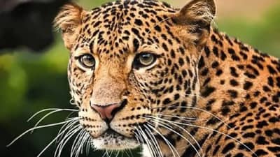 अज्ञात वाहनाच्या धडकेत बिबट्या ठार; राष्ट्रीय महामार्गावरील ही दुसरी घटना...