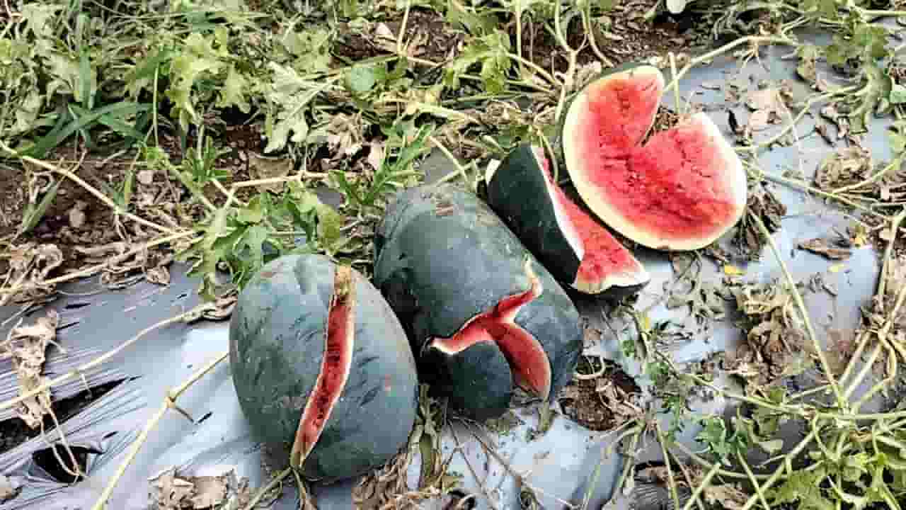 अवकाळीनं शेतकऱ्यांच्या हातातोंडाशी आलेला घास हिरावला, बळीराजाला मोठा फटका, पीकं उद्धस्त