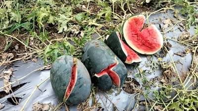 अवकाळीनं शेतकऱ्यांच्या हातातोंडाशी आलेला घास हिरावला, बळीराजाला मोठा फटका, पीकं उद्धस्त