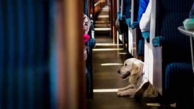 IRCTC Pet Tickets : लाडक्या पेटसोबत करा रेल्वेचा प्रवास! पाळीव प्राण्यांसाठी असे करता येणार तिकीटाचे बुकिंग