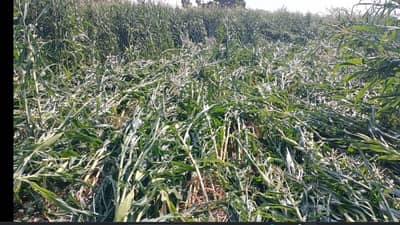 Unseasonal Rain : जळगाव कैरीचे भाव वाढले, मिरचीचेही भाव वधारले, कांदा १५ रुपये किलो, पावसामुळे शेतकऱ्यांचे नुकसान