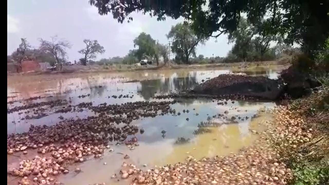 अवकाळी पावसाने कांदा सडला बांधावरच, शेतकऱ्यांचं लाखो रुपयांचं नुकसान