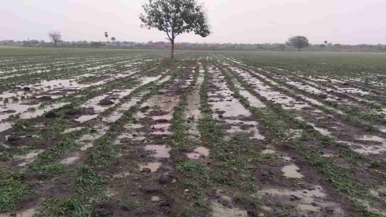 शेतकऱ्यांना पुन्हा भरली धडकी, ऐन उन्हाळ्यात मुसळधार पावसानं वाढवली चिंता, कुठे पडला पाऊस?