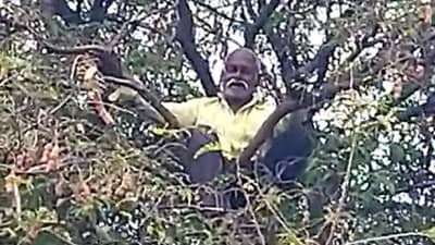 चिंचेच्या झाडावर चढून सत्याग्रह, सोशल मीडियावर व्हिडीओ व्हायरल, आंदोलनाचे कारण काय?