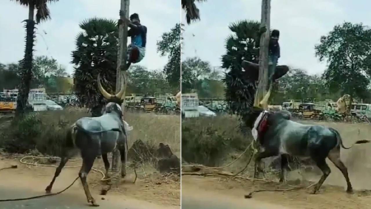 VIDEO | संतापलेल्या बैलापासून जीव वाचवण्यासाठी खांबावर चढला माणूस, पुढे काय झालं पाहा व्हिडीओत