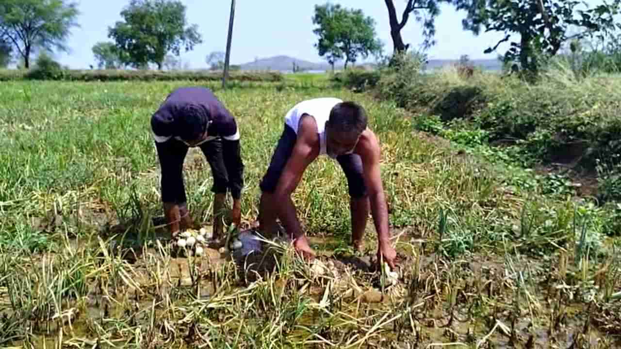 अवकाळी पावसानं कांदा शेतात सडला, उत्पादकांना कर्ज फेडण्याची चिंता, पंचनामा करण्याकडे प्रशासनाचे दुर्लक्ष