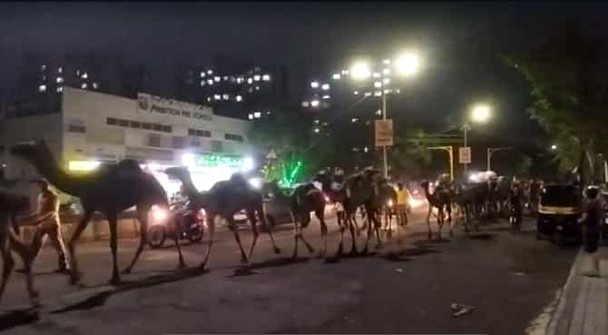 नाशिकमध्ये रोखला 90 उंटाचा ताफा, राजस्थान कडून हैदराबादकडे जाणारा ताफ्यावर कसला संशय? नेमकं काय घडलं?