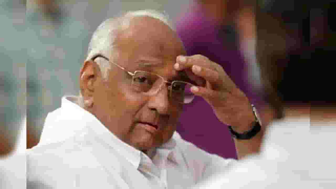 'टायगर इज बँक', शरद पवार यांच्या निर्णयानंतर कार्यकर्त्यांची घोषणा