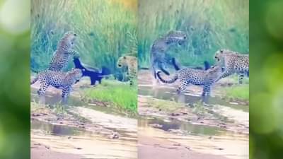 Video : तीन बिबट्यांनी घेरले, तरी एका लहान प्राण्याने दिली जोरदार टक्कर, व्हिडीओ पाहून अंगावर काटा येईल
