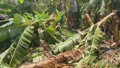 अवकाळी पावसामुळं नंदुरबार जिल्ह्यात केळीच्या बागा भुईसपाट, शेतकऱ्यांच्या डोळ्यात पाणी