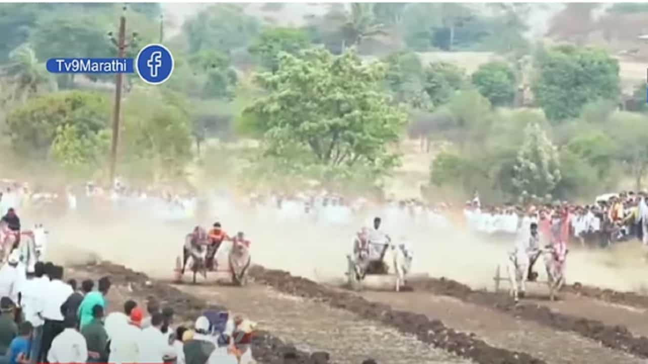 Pune Bhor | हुर्ररररर... यमाई देवीच्या यात्रेत रंगला बैलगाडा शर्यतीचा थरार, बघा व्हिडीओ