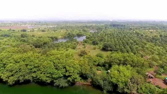 नाशिकमध्ये पुन्हा 29 उंट ताब्यात, पांजरपोळच्या जंगलात उंटांची संख्या 111 वर; मोठं रॅकेट उघडकीस येण्याची शक्यता