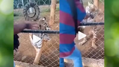 VIDEO : वाघ तो वाघच, त्याने वाघाच्या पिंजऱ्यात हात टाकला आणि जे घडले ते भयंकर...