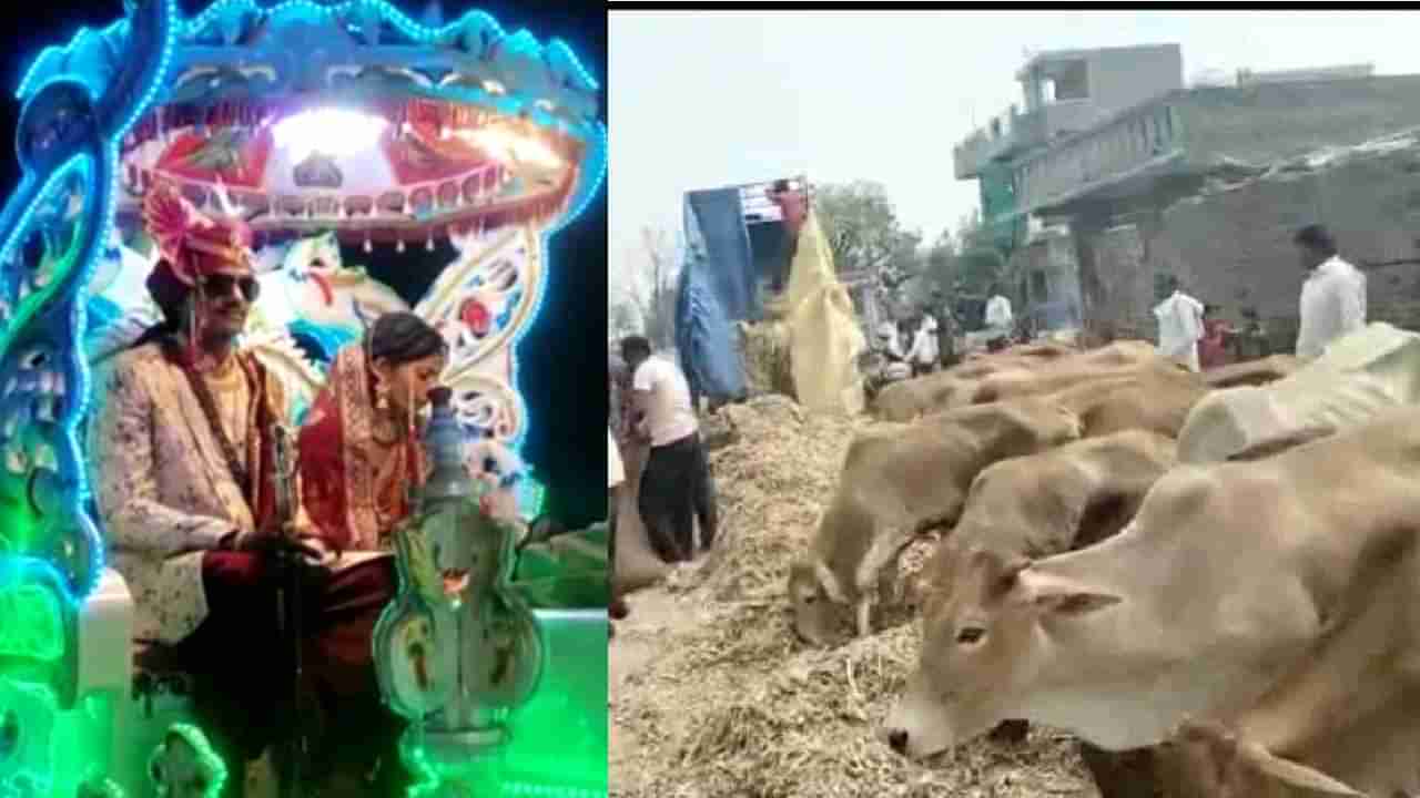 VIDEO : गुरांना ढेप, कुत्र्यांना पोळ्या, मुंग्यांना साखर... वऱ्हाडीही जनावरे; आगळ्यावेगळ्या लग्नाची जिल्हाभर चर्चा