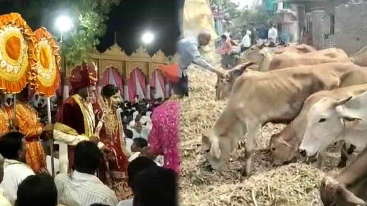 गुरांना चारा, कुत्र्यांना पोळ्या अन् मुंग्यांना साखरेचा बेत; शेतकऱ्याच्या मुलीचा कुठं झाला अनोखा लग्नसोहळा? गुरांना चारा, कुत्र्यांना पोळ्या अन् मुंग्यांना साखरेचा बेत; शेतकऱ्याच्या मुलीचा कुठं झाला अनोखा लग्नसोहळा?