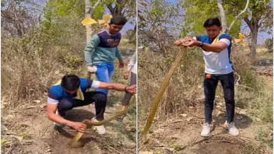 Video | एका व्यक्तीने न घाबरता धोकादायक साप पकडला, हा व्हिडिओ 17 मिलियन लोकांनी पाहिला
