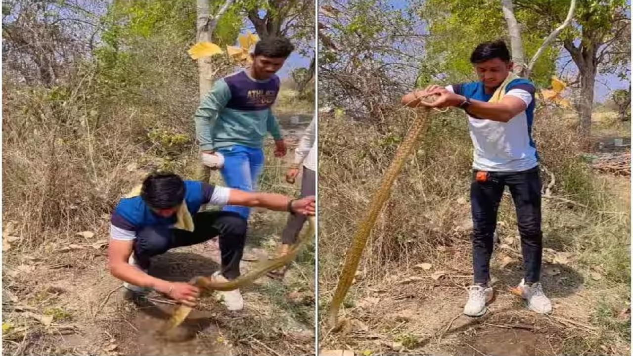 Video | एका व्यक्तीने न घाबरता धोकादायक साप पकडला, हा व्हिडिओ 17 मिलियन लोकांनी पाहिला