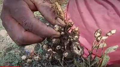 अवकाळीचा भूईमूग पिकाला फटका, पिकांवर विपरीत परिणाम बळीराजा चिंतेत