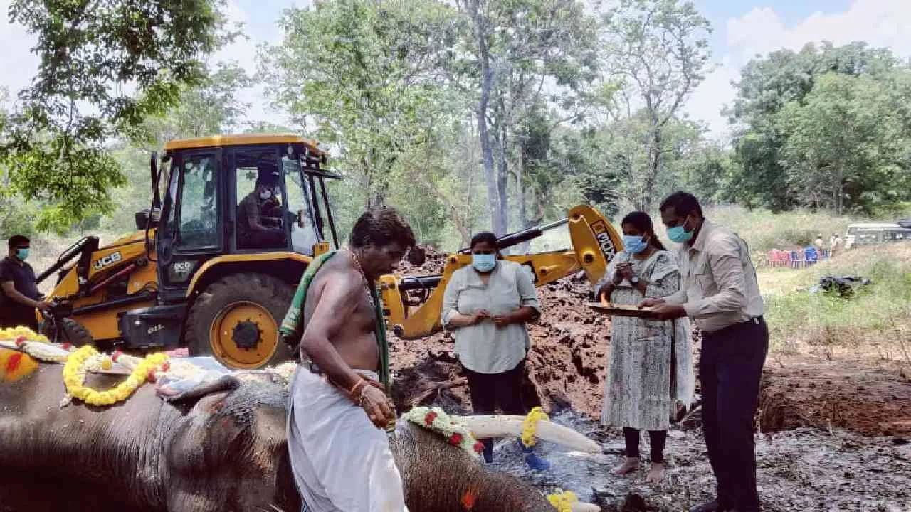 अत्यंत सौम्य स्वभावाच्या बलरामाने वनविभागाच्या अधिकाऱ्यांचेच नव्हे तर जनतेचेही लक्ष वेधून घेतले. 1999 ते 2011 या कालावधीत त्याने सलग 14 वेळा सोन्याची अंबारी राजवाड्याच्या आवारातून बन्निमंतपापर्यंत नेली आणि त्यालाही ते खूप आवडले.