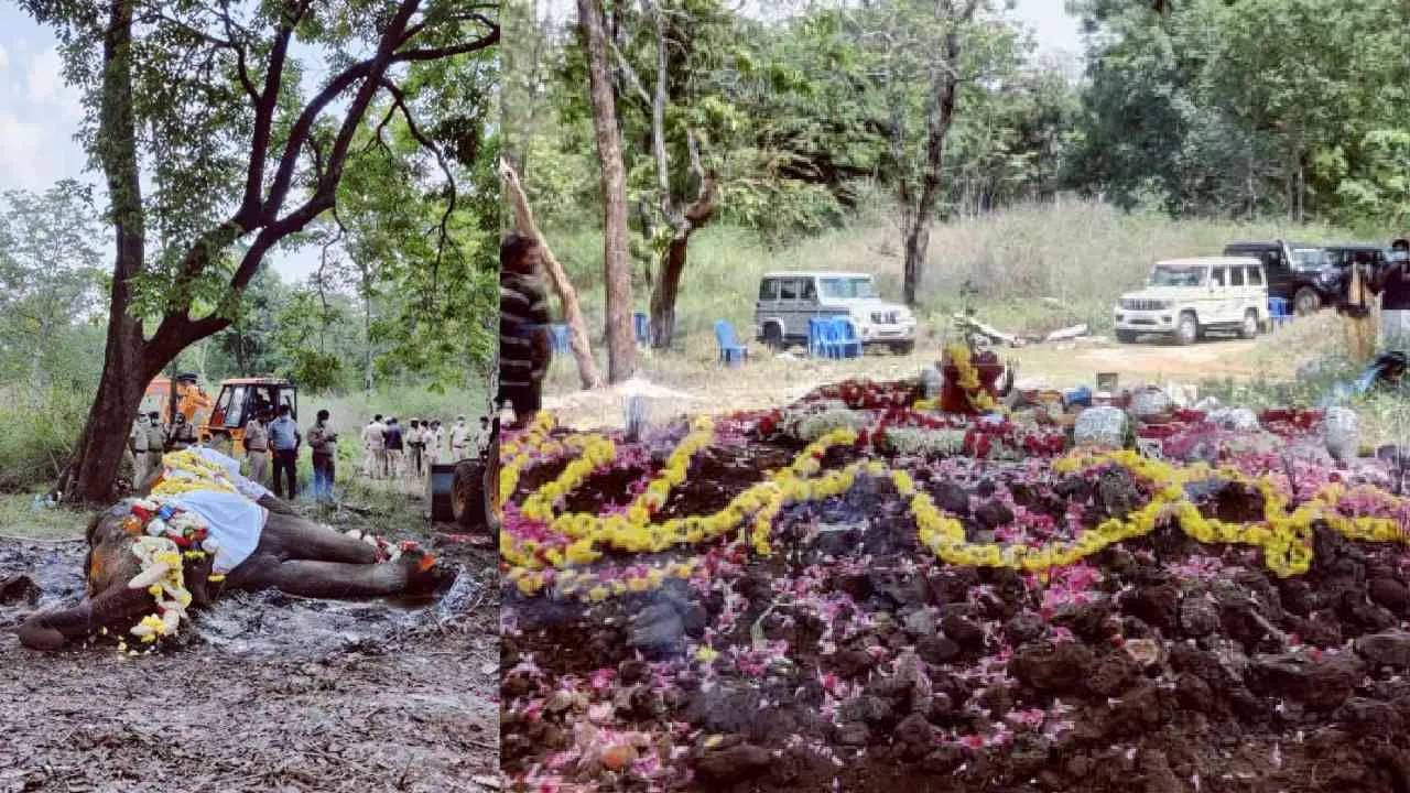 वयाची 60 वर्षे ओलांडल्यानंतर 2012 पासून तो अंबारी वाहून नेण्याच्या जबाबदारीतून निवृत्त झाला आणि पाच-सहा वर्षे दसरा मिरवणुकीत सहभागी होता. वयाशी संबंधित समस्यांमुळे बलराम हत्तीला 2020 पासून दसरा महोत्सवापासून दूर ठेवण्यात आले होते.