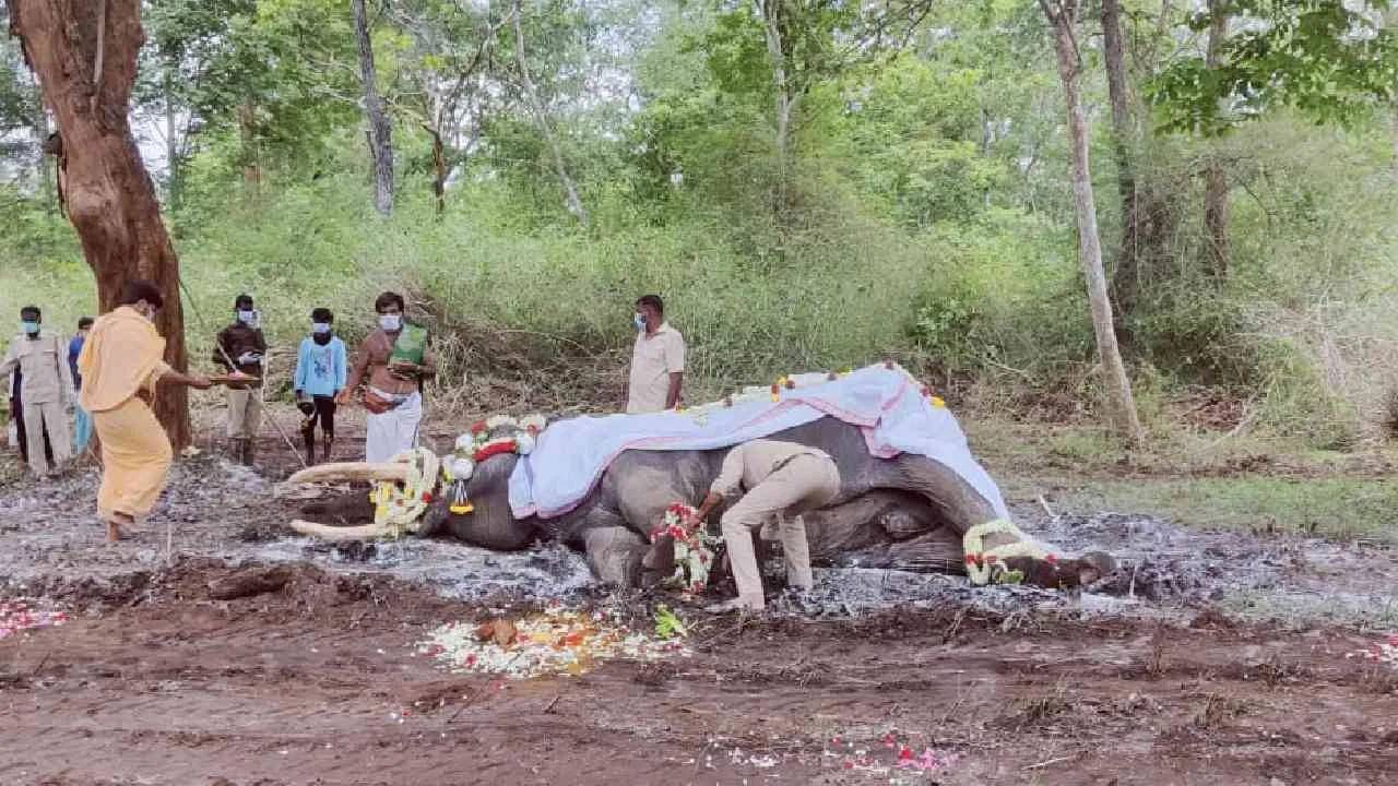 बलरामाने आपल्या छावणीतील तरुण हत्तींनाही प्रशिक्षण दिले. विशेषतः, काही कनिष्ठ हत्तींसह त्यांना काही गोष्टी शिकवण्यात पटाईत होता.