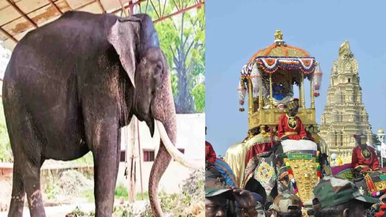  हत्तींवर प्रेम करणाऱ्या बलरामाच्या मृत्यूने सगळ्यांनाच दुःख झाले आणि आता फक्त बलरामाची आठवण उरली आहे. 