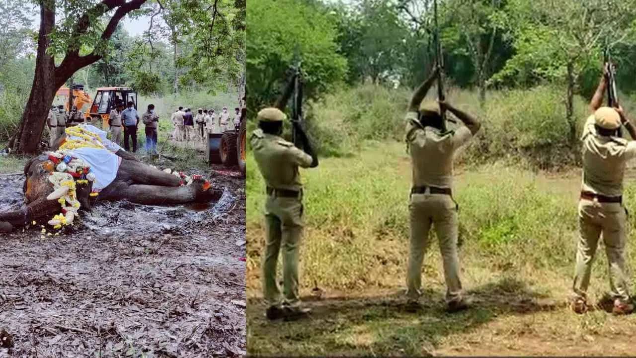 बलराम हा सर्वात शक्तिशाली हत्ती म्हणून प्रसिद्ध होता. अत्यंत सज्जन असलेल्या बलरामाने आपल्या हयातीत कोणालाही त्रास दिला नाही. दसऱ्याच्या वेळी लाखो लोकांनी बलरामांसोबत फोटो काढले.