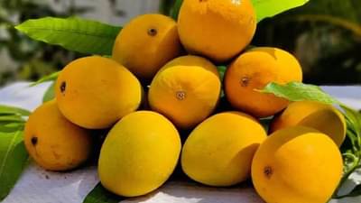 Alphanso Mango | फक्त कोकणच नाही तर आता ‘या’ राज्यातही चाखता येणार हापूस आंब्याची चव