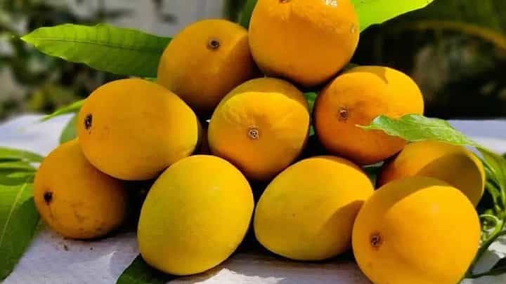 Alphanso Mango | फक्त कोकणच नाही तर आता 'या' राज्यातही चाखता येणार हापूस आंब्याची चव Alphanso Mango | फक्त कोकणच नाही तर आता 'या' राज्यातही चाखता येणार हापूस आंब्याची चव