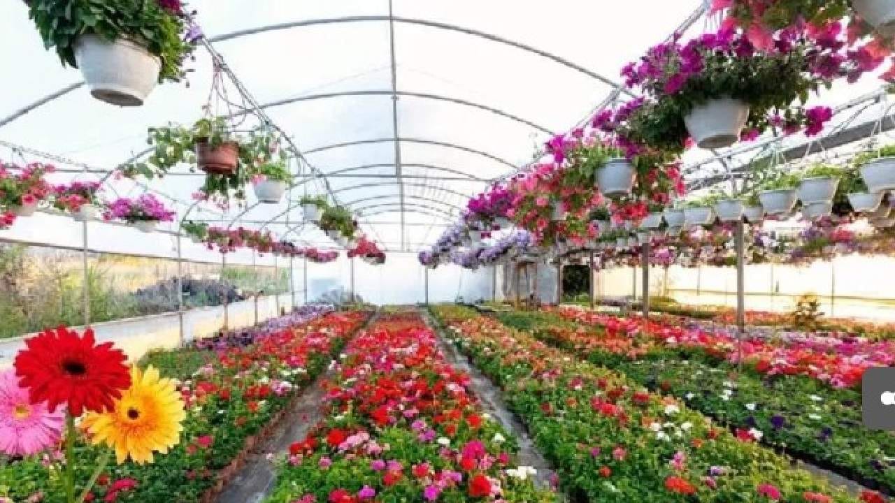 ही पाच फूलं आहेत सर्वात महागडी, किंमत वाचून दंग राहाल