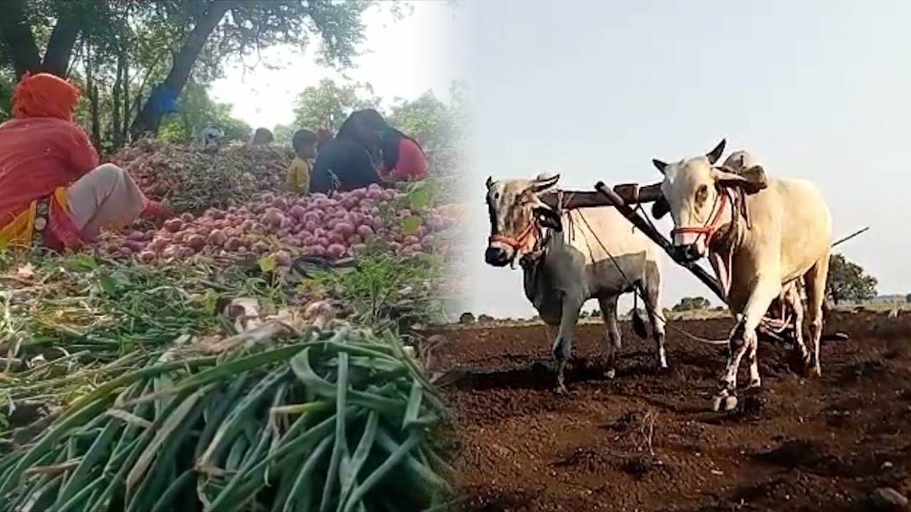 अवकाळीच्या कळा आणि उष्णतेच्या झळा सोसत नांदेडचा शेतकरी काय करतोय पहा