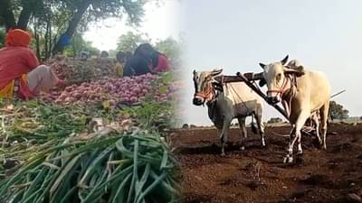 अवकाळीच्या कळा आणि उष्णतेच्या झळा सोसत नांदेडचा शेतकरी काय करतोय पहा