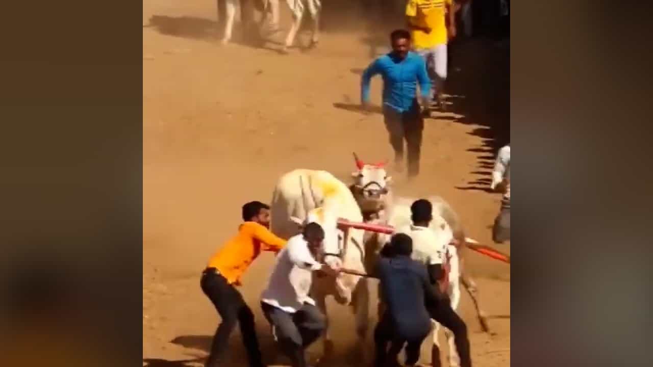 बैलगाडा शर्यतीच्या घाटात बैलांनीच घातला तुफान राडा, कुठं घडली घटना? बघा व्हिडीओ