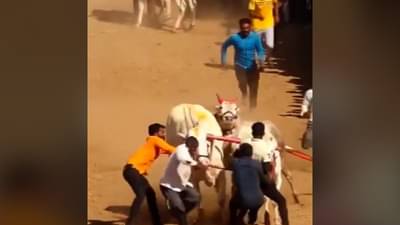 बैलगाडा शर्यतीच्या घाटात बैलांनीच घातला तुफान राडा, कुठं घडली घटना? बघा व्हिडीओ